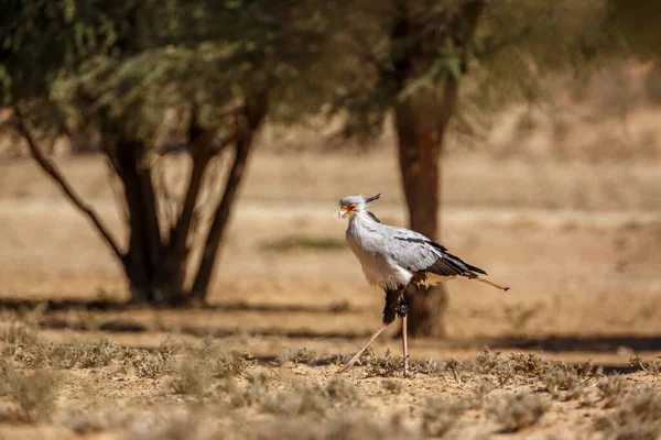 Secrétaire Oiseau Marchant Sur Terre Ferme Dans Parc Transfrontalier Kgalagadi — Photo