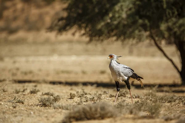 Sekretärsvogel Auf Dem Trockenen Kgalagadi Grenzpark Südafrika Art Sagittarius Serpentarius — Stockfoto