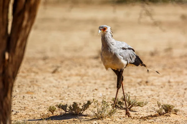 Tajemník Pták Procházky Suché Zemi Kgalagadi Přeshraniční Park Jižní Afrika — Stock fotografie