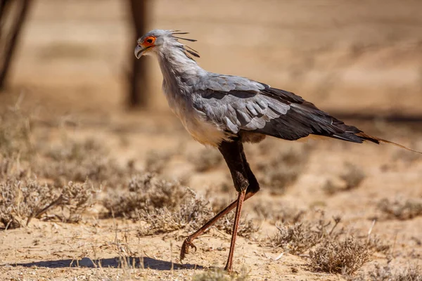 Secretário Pássaro Caminhando Terra Seca Kgalagadi Parque Transfronteiriço África Sul — Fotografia de Stock