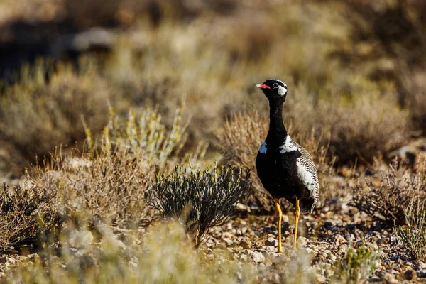 White Quilled Bustard Walking Front View Scrubland Kgalagadi Transfrontier Park — Stock Photo, Image