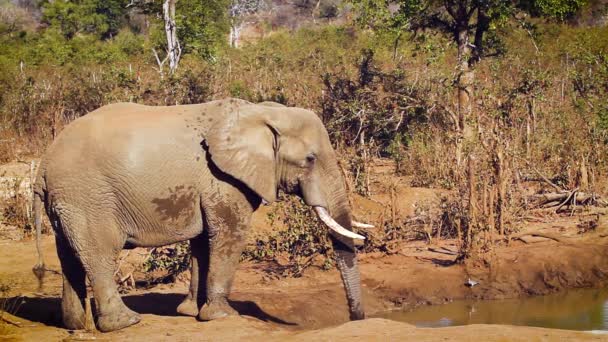 Африканский Слон Пьет Водяной Дыре Национальном Парке Крюгер Южная Африка — стоковое видео