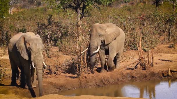 南アフリカのクルーガー国立公園の水飲み場で2匹のアフリカのブッシュゾウ ゾウ科のロコドンアフリカ家族 — ストック動画