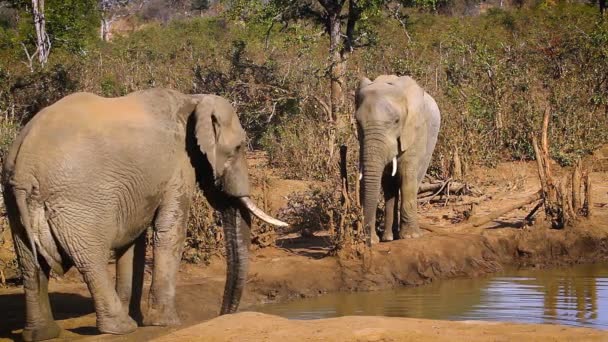 Dos Elefantes Arbustivos Africanos Bebiendo Pozo Agua Parque Nacional Kruger — Vídeos de Stock