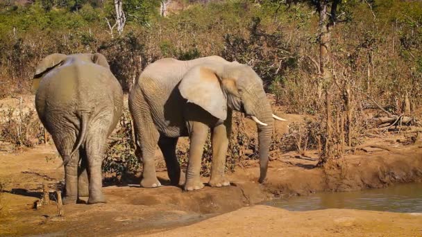 Dwa Słonie Afrykańskie Pijące Przy Wodopoju Parku Narodowym Kruger Republika — Wideo stockowe