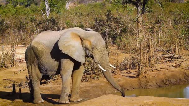 南アフリカのクルーガー国立公園のウォーターホールでアフリカのブッシュゾウを飲んでいます — ストック動画