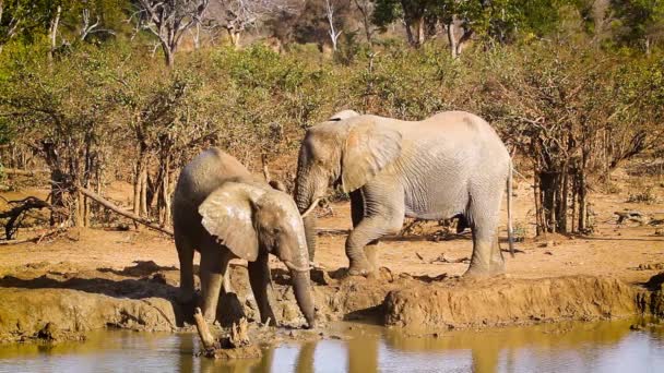 Dwa Słonie Afrykańskie Pijące Przy Wodopoju Parku Narodowym Kruger Republika — Wideo stockowe