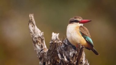 Güney Afrika 'daki Kruger Ulusal Parkı' nda izole edilmiş bir kütüğün üzerinde duran kahverengi kapüşonlu Kingfisher; Alcedinidae ailesinden Specie Halcyon albiventris