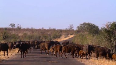 Güney Afrika Kruger Ulusal Parkı 'ndaki safari yolunda Afrika bufalosu sürüsü Bovidae' nin Specie Syncerus caffer ailesi