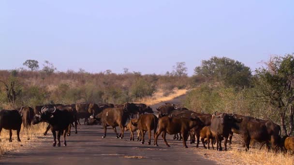 Manada Búfalos Africanos Camino Safari Parque Nacional Kruger Sudáfrica Familia — Vídeos de Stock