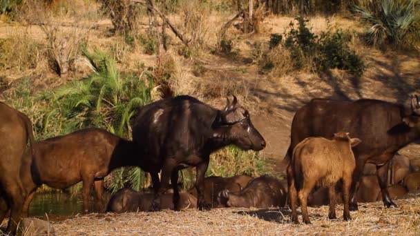 Grupo Búfalos Africanos Con Ternera Pozo Agua Parque Nacional Kruger — Vídeo de stock