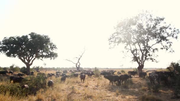 Manada Búfalos Africanos Luz Mañana Retroiluminada Parque Nacional Kruger Sudáfrica — Vídeo de stock