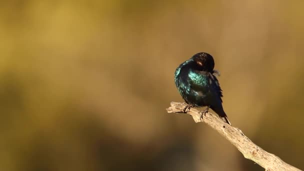 Greater Blue Ear Glossy Starling Grooming Standing Branch Kruger National — Video Stock