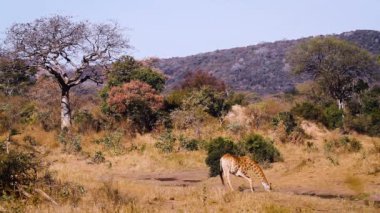Güney Afrika 'daki Kruger Ulusal Parkı' ndaki Baobab ağacıyla birlikte deniz çukurunda içen zürafa; Giraffidae ailesinden Specie Giraffa camelopardalis