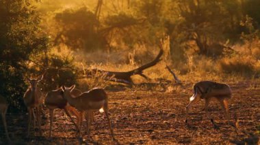 Güney Afrika 'daki Kruger Ulusal Parkı' nda alacakaranlıkta arka ışıklandırmada tımarcılık yapan yaygın Impala Bovidae ailesinden Specie Aepyceros melampus