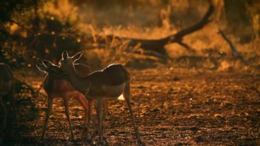 Güney Afrika 'daki Kruger Ulusal Parkı' nda alacakaranlıkta arka ışıklandırmada tımarcılık yapan yaygın Impala Bovidae ailesinden Specie Aepyceros melampus