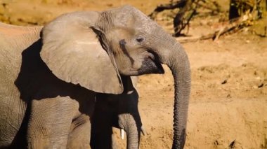 Afrika çalı portresi anne ve buzağı Güney Afrika 'daki Kruger Ulusal Parkı' nda fil içerken; Specie Loxodonta africana fil familyasından