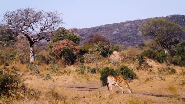 Giraffe Drinking Waterhole Scenery Baobab Tree Kruger National Park Sudáfrica — Vídeo de stock