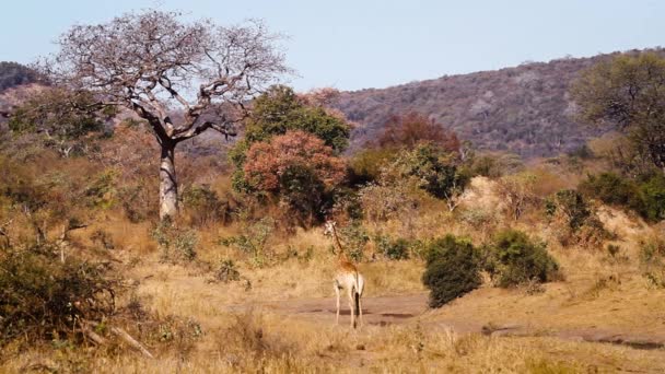 Жираф Прогуливается Пейзажу Баобабом Национальном Парке Крюгер Южная Африка Вид — стоковое видео