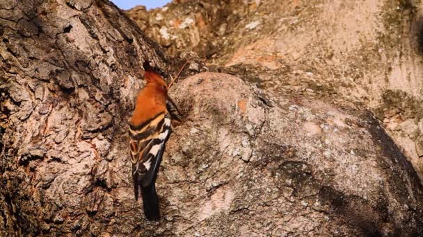African Hoopoe Feeding Trunk Nest Hole Kruger National Park South — Vídeo de Stock