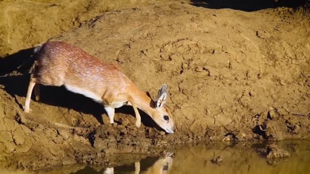 Sharpe Grysbok Trinkt Wasserloch Kruger Nationalpark Südafrika Raphicerus Sharpei Familie — Stockvideo
