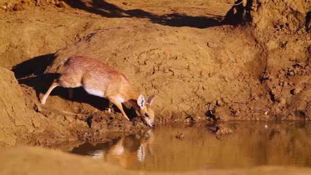 Sharpe Grysbok Drinking Waterhole Kruger National Park South Africa Specie — стоковое видео