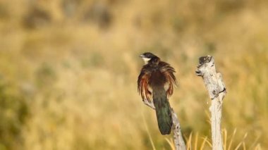 Güney Afrika 'daki Kruger Ulusal Parkı' nda bagajda duran Burchell Coucal dikiz aynası; Cuculidae ailesinden Specie Centropus Burchellii