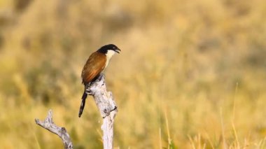 Güney Afrika 'daki Kruger Ulusal Parkı' nda tüneyen ve şarkı söyleyen Burchell Coucal; Cuculidae ailesinden Specie Centropus Burchellii