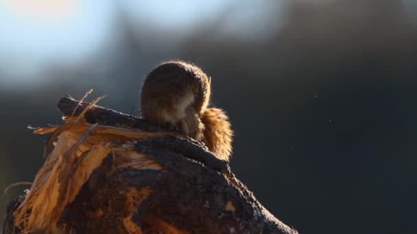 在南非克鲁格国家公园背光下的史密斯灌木松鼠的训练 Sciuridae的特别Paraxerus Cepapi科 — 图库视频影像