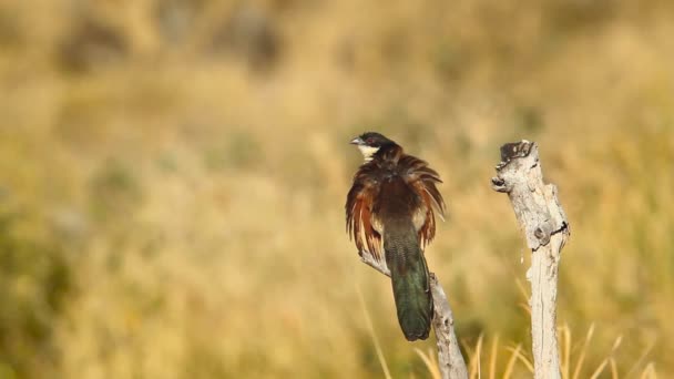 Burchell Coucal Οπίσθια Όψη Στέκεται Στον Κορμό Στο Kruger National — Αρχείο Βίντεο