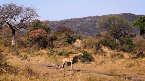 Жираф Пьет Водоёме Пейзаже Баобабом Национальном Парке Крюгер Южная Африка — стоковое видео
