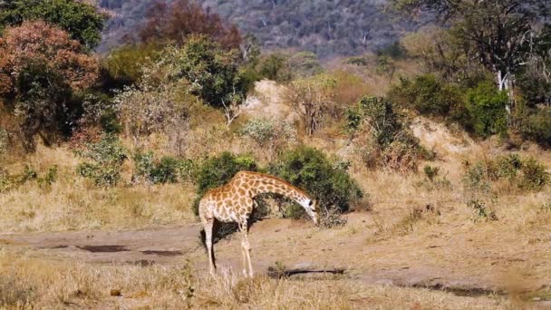 Giraffe Drinking Waterhole Scenery Kruger National Park South Africa Specie — Vídeo de Stock