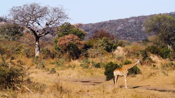 Giraffe Drinking Waterhole Scenery Baobab Tree Kruger National Park South — Stock Video