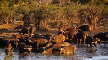 Güney Afrika 'daki Kruger Ulusal Parkı' ndaki su birikintisinde içme ve banyo yapan Afrika sığır sürüsü Bovidae 'nin Specie Syncerus caffer ailesi