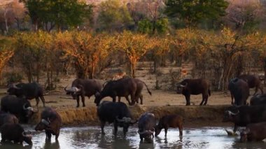 Güney Afrika 'daki Kruger Ulusal Parkı' ndaki su birikintisinde içme ve banyo yapan Afrika sığır sürüsü Bovidae 'nin Specie Syncerus caffer ailesi