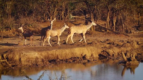 Pequeño Grupo Hembras Kudu Cachorros Abrevadero Parque Nacional Kruger Sudáfrica — Vídeos de Stock