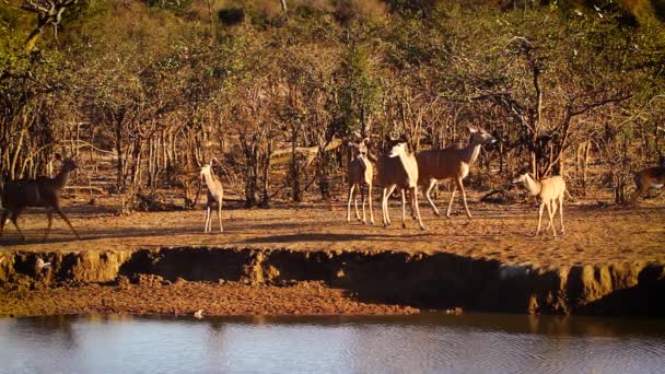 Small Group Greater Kudu Female Cub Waterhole Kruger National Park — Video Stock