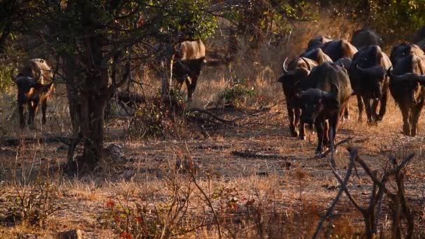 アフリカの水牛の群れは 南アフリカのクルーガー国立公園で夜明けにサバンナを歩いています — ストック動画