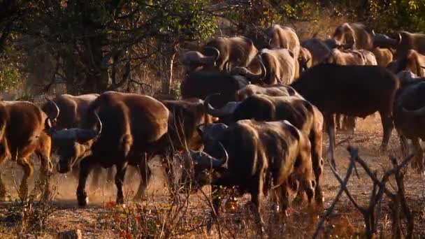 African Buffalo Herd Walking Savannah Dawn Kruger National Park South — 图库视频影像