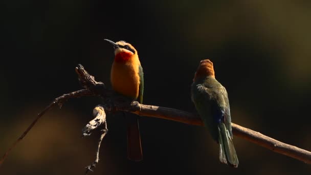 Pasangan Pelahap Lebah Berwajah Putih Pada Cabang Taman Nasional Kruger — Stok Video