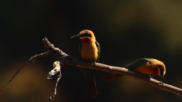 White Fronted Bee Eater Couple Branch Kruger National Park South — Wideo stockowe