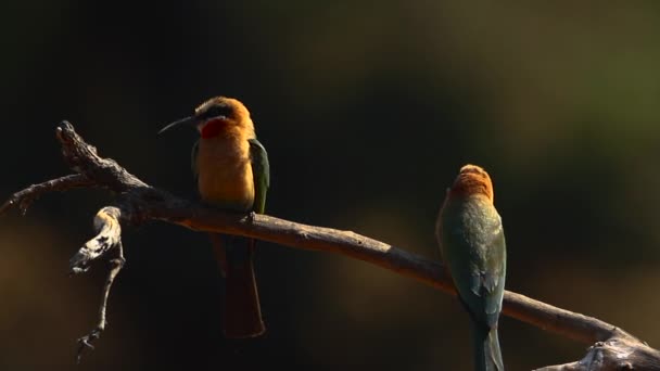White Fronted Bee Eater Couple Branch Kruger National Park South — стокове відео