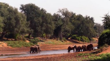 Afrika bush fil Kruger National park, Güney Afrika için; Nakit Loxodonta africana ailesi fil