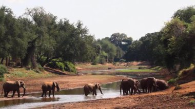 Afrika bush fil Kruger National park, Güney Afrika için; Nakit Loxodonta africana ailesi fil