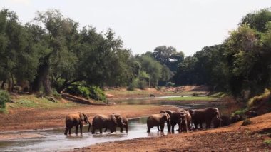 Afrika bush fil Kruger National park, Güney Afrika için; Nakit Loxodonta africana ailesi fil