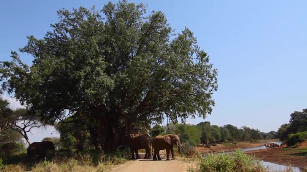 African Bush Elephant Resting Tree Shadow Riverside Kruger National Park — 图库视频影像