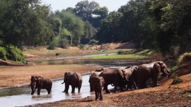 Afrika bush fil Kruger National park, Güney Afrika için; Nakit Loxodonta africana ailesi fil
