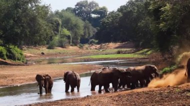 Afrika bush fil Kruger National park, Güney Afrika için; Nakit Loxodonta africana ailesi fil
