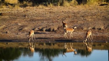 Common Impala drinking in lake with reflection in Kruger National park, South Africa ; Specie Aepyceros melampus family of Bovidae