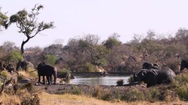 African bush elephant grooming in mud in lake side in Kruger National park, South Africa ; Specie Loxodonta africana family of Elephantidae